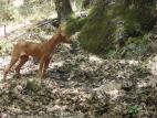 Cirneco Photo